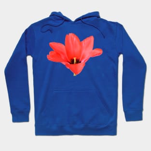 Tulipa  'Marquis de la Coquette'    Greigii Group Tulip Hoodie